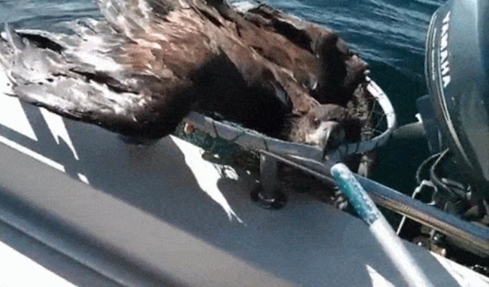 Bald Eagle Gets Found In Lake (7 gifs)
