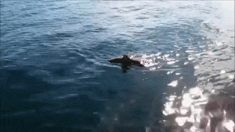 Bald Eagle Gets Found In Lake (7 gifs)