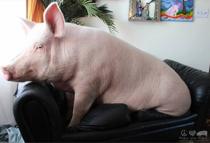 This Is What It's Like To Have A Pig For A Pet (40 pics)