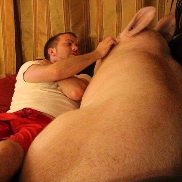This Is What It's Like To Have A Pig For A Pet (40 pics)