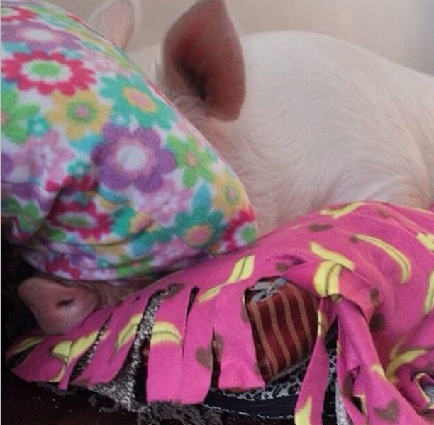 This Is What It's Like To Have A Pig For A Pet (40 pics)