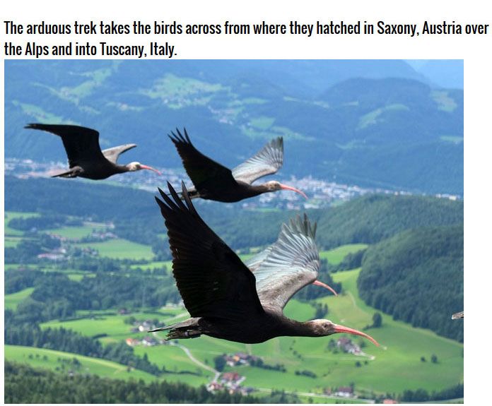 The Waldrapp Team Brings An Extinct Bird Back To Life (4 pics)