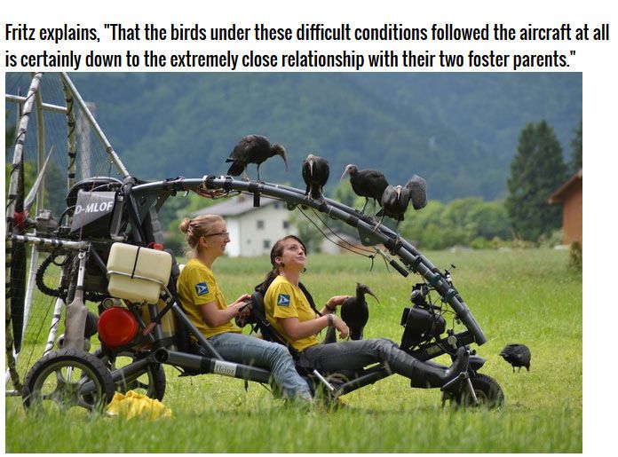 The Waldrapp Team Brings An Extinct Bird Back To Life (4 pics)