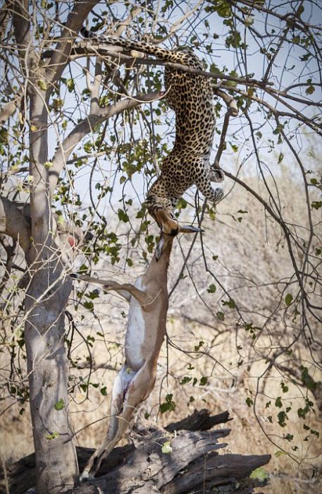 This Leopard Is An Excellent Hunter (10 pics)