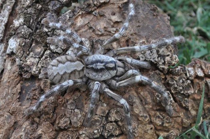 5 Creepy Spiders You Don't Want To Mess With (5 pics)