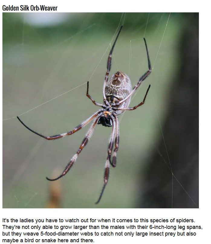 most_terrifying_spiders_01.jpg