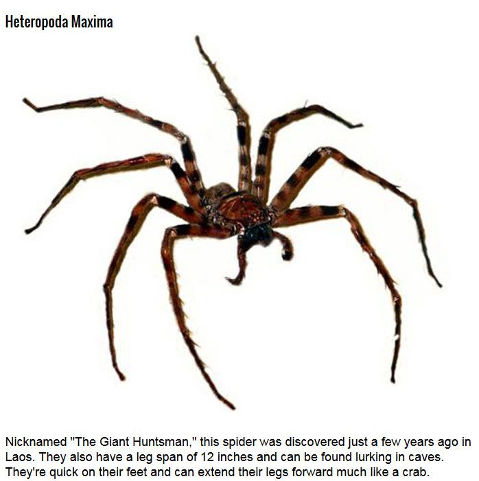 5 Creepy Spiders You Don't Want To Mess With (5 pics)