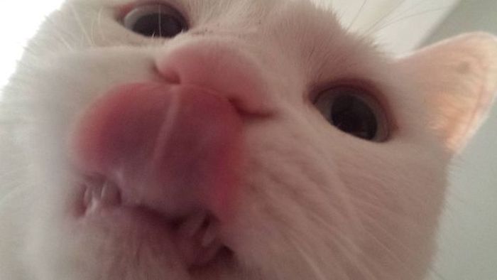 Acid Picdump (151 pics)