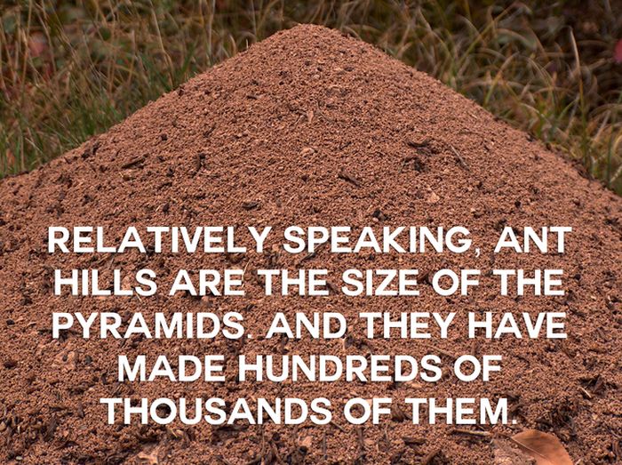 This Will Change The Way You See Animals (18 pics)