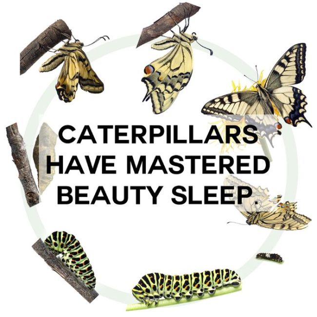 This Will Change The Way You See Animals (18 pics)