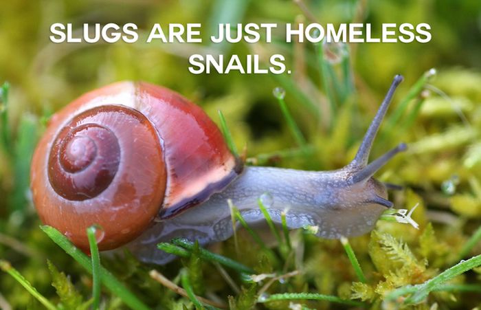 This Will Change The Way You See Animals (18 pics)
