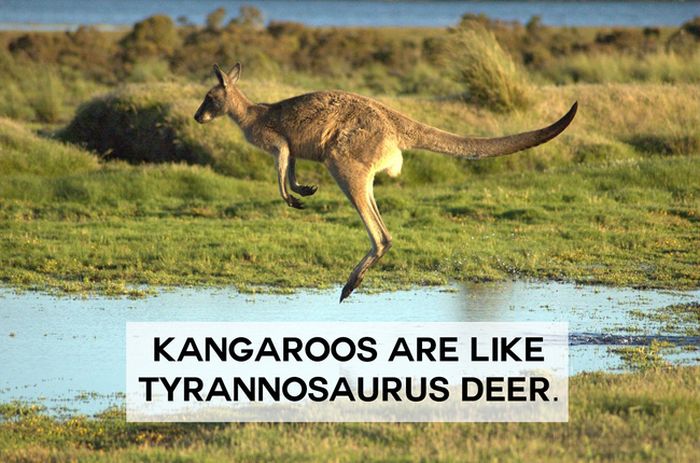 This Will Change The Way You See Animals (18 pics)