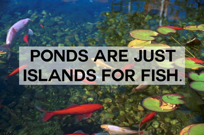 This Will Change The Way You See Animals (18 pics)
