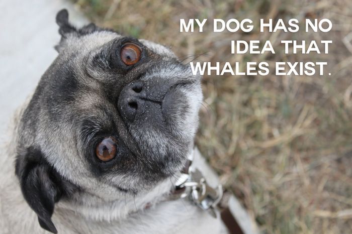 This Will Change The Way You See Animals (18 pics)