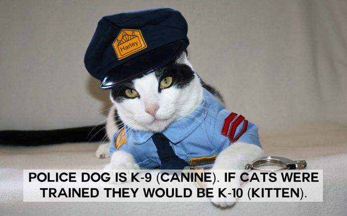 This Will Change The Way You See Animals (18 pics)