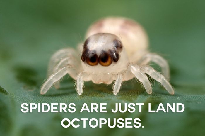 This Will Change The Way You See Animals (18 pics)