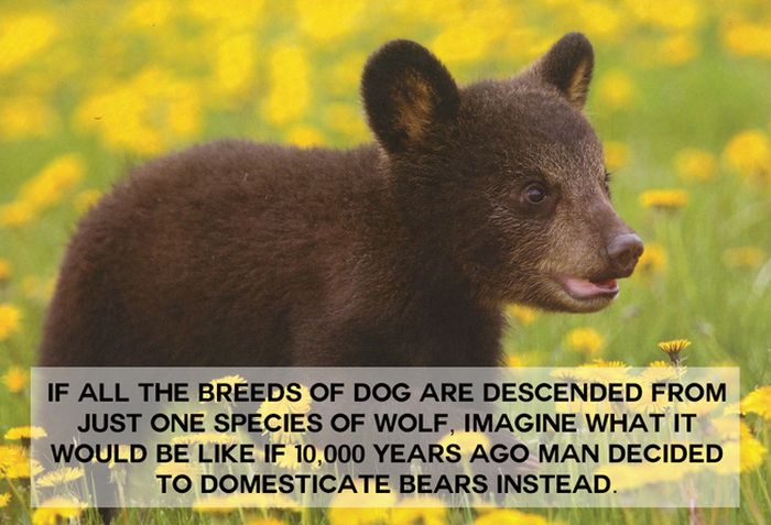 This Will Change The Way You See Animals (18 pics)