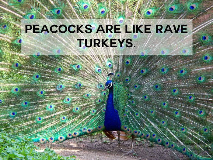 This Will Change The Way You See Animals (18 pics)