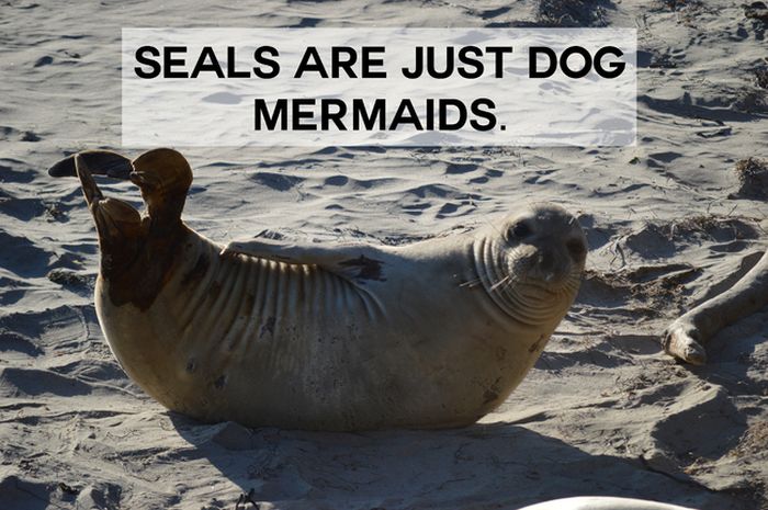 This Will Change The Way You See Animals (18 pics)