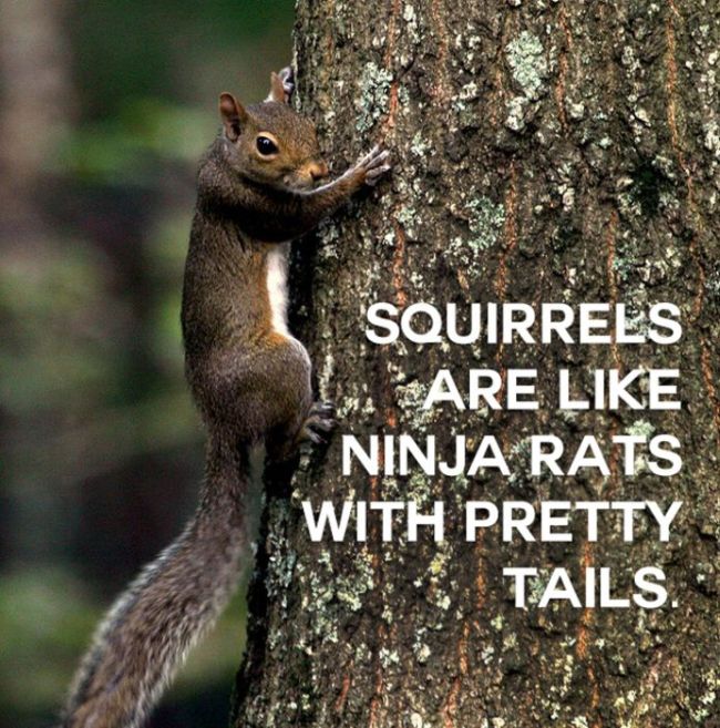 This Will Change The Way You See Animals (18 pics)