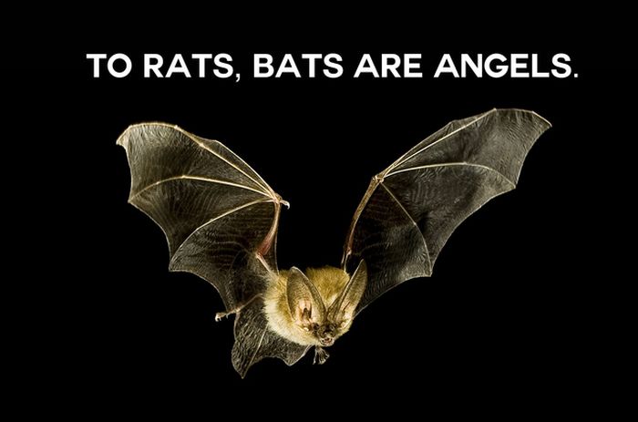 This Will Change The Way You See Animals (18 pics)