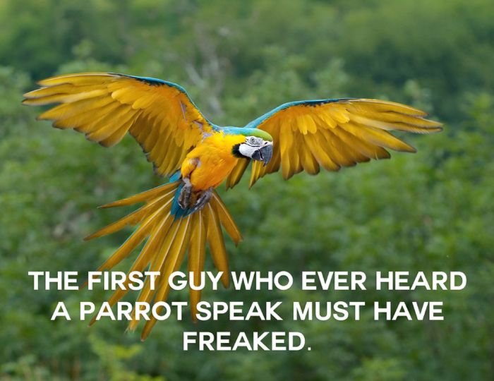 This Will Change The Way You See Animals (18 pics)