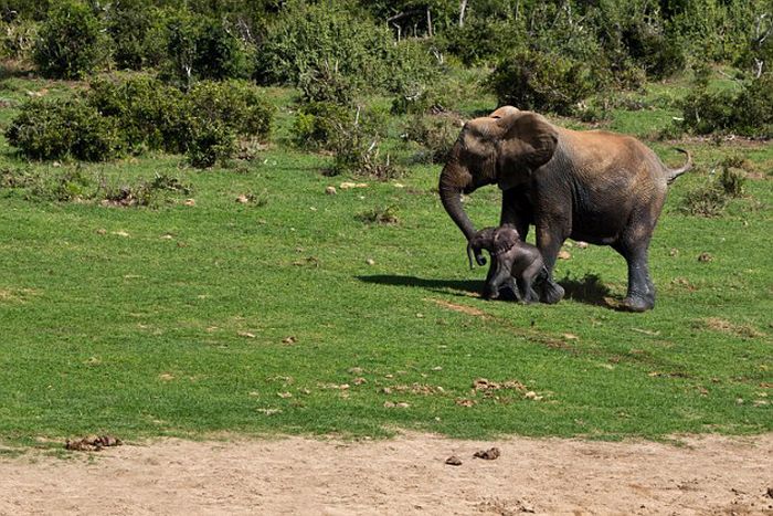 Brave Rangers Rescue A Baby Elephant (10 pics)