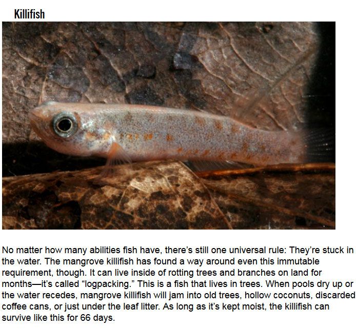 Secret Talents You Didn't Know Fish Had (10 pics)