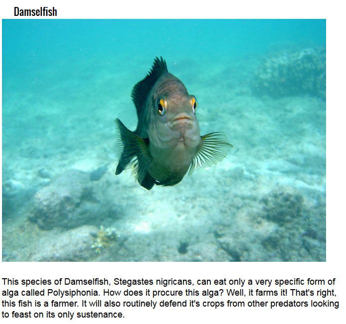 Secret Talents You Didn't Know Fish Had (10 pics)