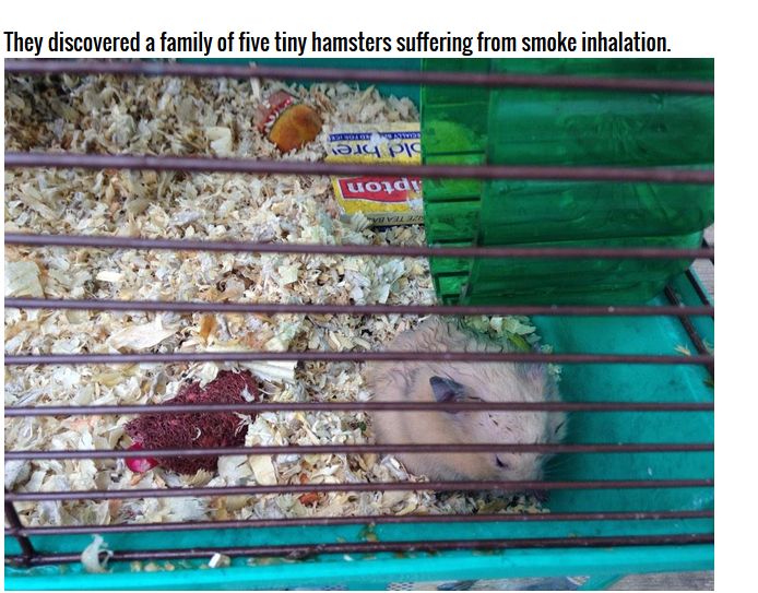 Firefighters Rescue Hamsters From Burning House (4 pics)
