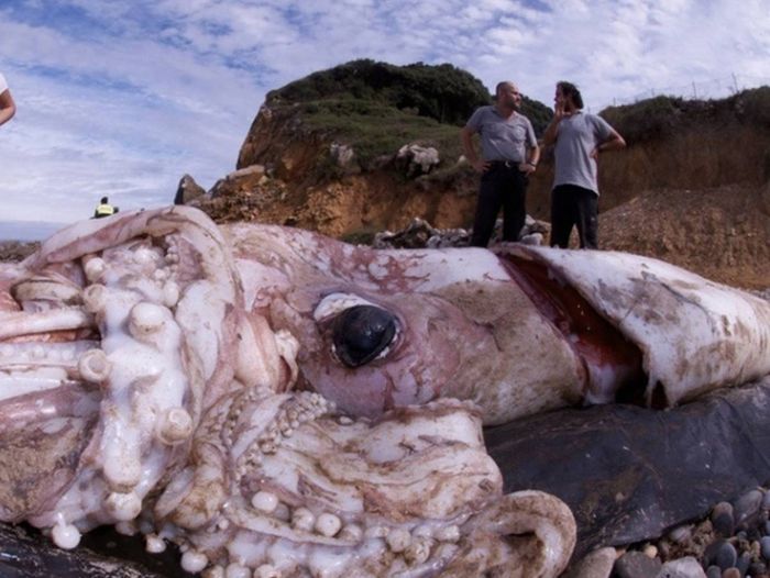 These Sea Creatures Will Make You Want To Stay Away From Water (14 pics)