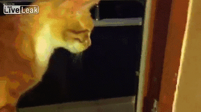 Acid Gifdump, October 06, 2014 (25 gifs)