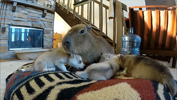 Acid Gifdump, October 06, 2014 (25 gifs)