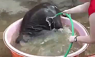 Acid Gifdump, October 06, 2014 (25 gifs)