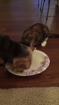 Acid Gifdump, October 06, 2014 (25 gifs)