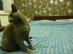 Acid Gifdump, October 06, 2014 (25 gifs)