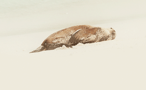 Acid Gifdump, October 06, 2014 (25 gifs)