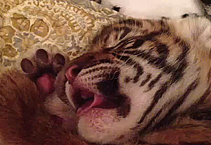Acid Gifdump, October 06, 2014 (25 gifs)