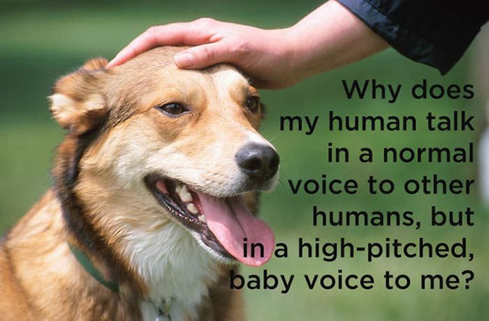 What Really Goes On Inside The Mind Of A Dog (11 pics)