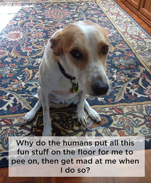 What Really Goes On Inside The Mind Of A Dog (11 pics)
