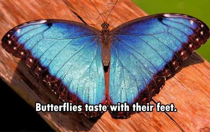 These Are The Funnest Facts You Will Learn Today (24 pics)