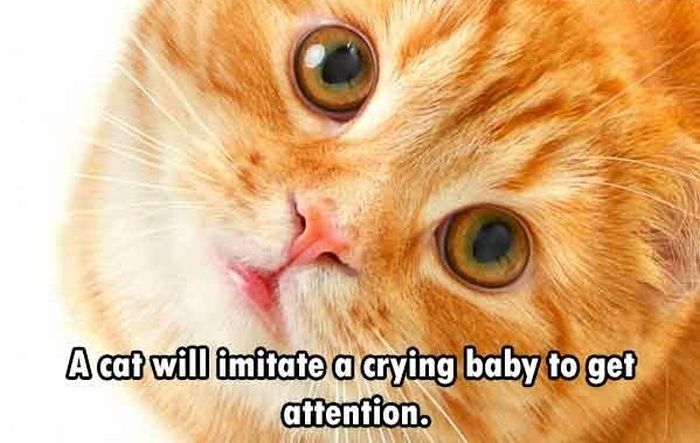These Are The Funnest Facts You Will Learn Today (24 pics)