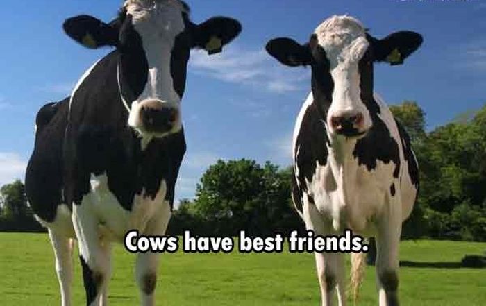 These Are The Funnest Facts You Will Learn Today (24 pics)