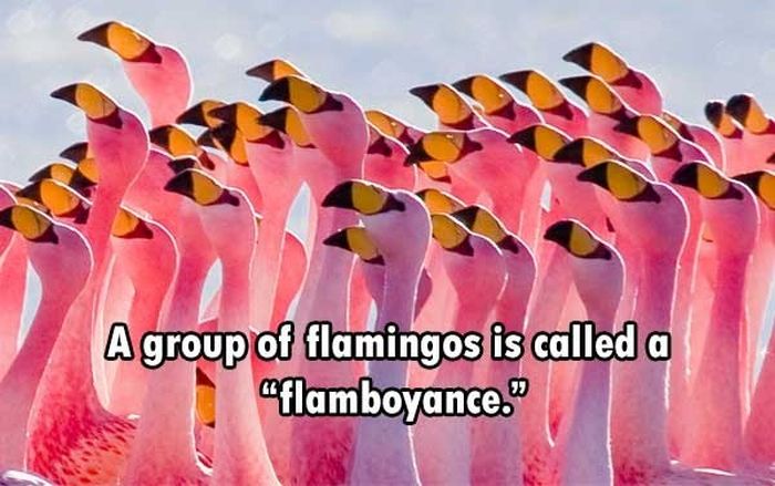 These Are The Funnest Facts You Will Learn Today (24 pics)