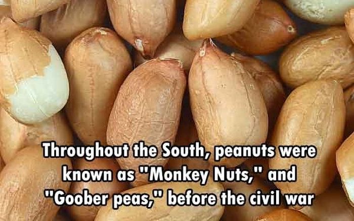These Are The Funnest Facts You Will Learn Today (24 pics)