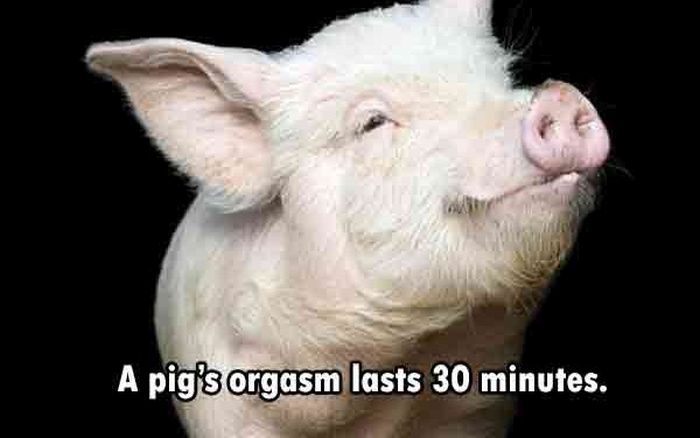 These Are The Funnest Facts You Will Learn Today (24 pics)