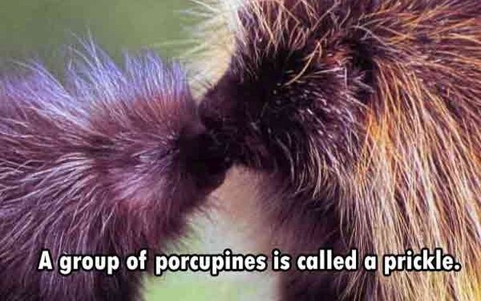 These Are The Funnest Facts You Will Learn Today (24 pics)