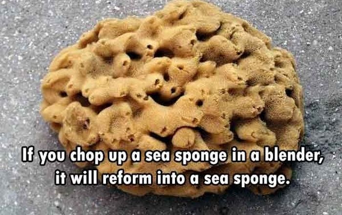 These Are The Funnest Facts You Will Learn Today (24 pics)