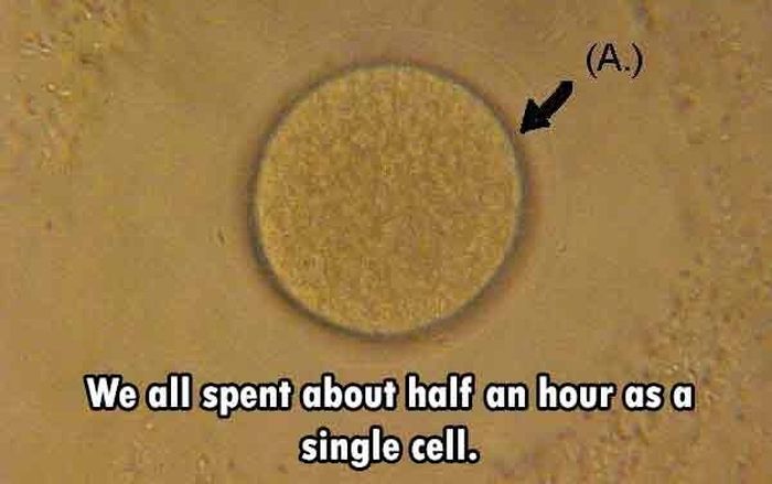 These Are The Funnest Facts You Will Learn Today (24 pics)
