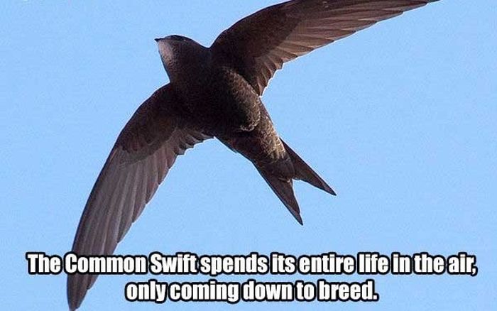 These Are The Funnest Facts You Will Learn Today (24 pics)